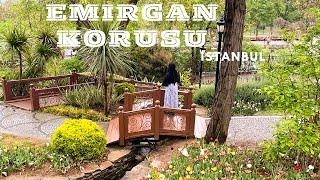 Istanbul Emirgan Korusu | Turkey | walking Tour In Rain | |4K HDR | Parivish World