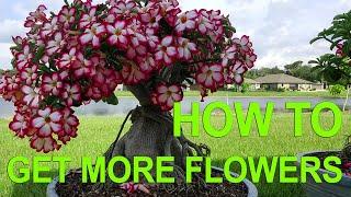 Adenium (Desert Rose) Bonsai - Getting More Flowers All Year Round. How to prune desert rose