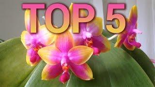 Top 5 Phalaenopsis Primary Hybrids & Breaking News