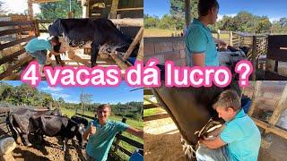 MEU LUCRO MENSAL COM 4 VACAS *vacas leiteiras em um sítio pequeno *