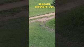 #강문경 #천년을빌려준다면 #여름철새 후투티 사천읍성에서~ #shorts