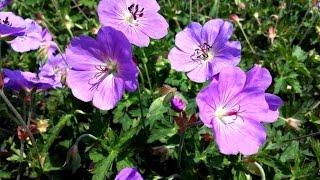 Best Garden Perennials - Geranium 'Rozanne' (Cranesbill)