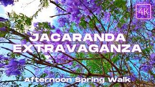 UQ St Lucia Lakes Brisbane Walking Tour | Purple Jacaranda Trees | Spring Afternoon Walk 4K/60fps