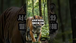 한국 호랑이의 슬픈 역사 #지식 #꿀팁 #정보 #이슈 #여행 #건강 #해외 #무서운이야기