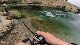 INSANE Topwater Bass Fishing from Shore at Castaic Lake !