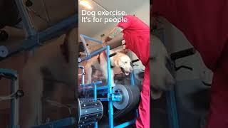 Dog exercise isn't for everybody. #dogexercise #doggym #dogsdointhings #dogs