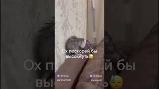 Вот она, наша любимая девочка)) #крыса #домашниеживотные #смех #юмор