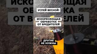 Успей обработать сад до набухания почек. Лучший рецепт от вредителей #огород #сад #дача #урожай