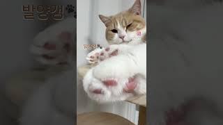 달디달고 달디달고 달디단 발양갱 #cat #고양이 #비비 #밤양갱 #발양갱 #고양이젤리 #김만쥬