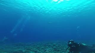 Bora Bora dive - little shark 2019