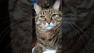 Подрался с батей 🫢 #cat #кот #юмор #котушка #приколы #цитаты
