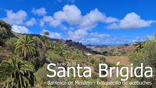 Santa Brígida.  Barranco de Merdejo, Cuevas del Guanche, bosquecillo de acebuches (junio 2020)