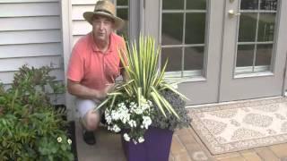 An Easy Planter Combination for a Sunny Spot by Footprints Plants