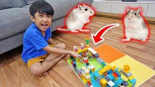 Kyo Bikin Arena Balapan Hamster