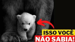 OS 5 ANIMAIS EM EXTINÇÃO NO MUNDO - ANIMAIS EM RISCO DE EXTINÇÃO