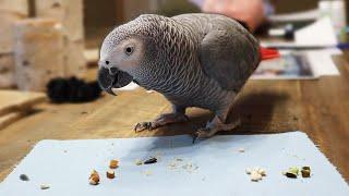 Bean The African Grey Parrot Progress Update!