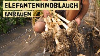 Elefantenknoblauch selber anbauen - so baut ihr den größten Knoblauch der Welt selber erfolgreich an