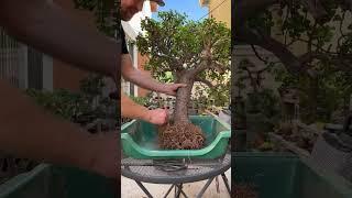 Repotting the father tree #bonsai #bonsaitree #portulacariaafrabonsai #dwarfjade #gardening