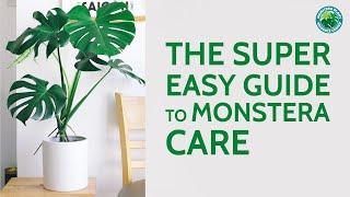 The Super Easy Guide to Monstera Care | Houseplant Resource Center