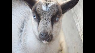 New Baby GOAT! & New Fence Up On Pastureland