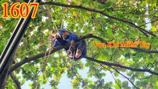 Vua Khỉ dùng tứ chi để có thể cột nhánh của cây Bàng đang nằm trùm lên mái che (1/2) Cutting tree