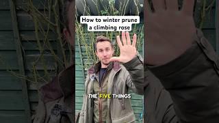 How to winter prune a climbing rose #gardening