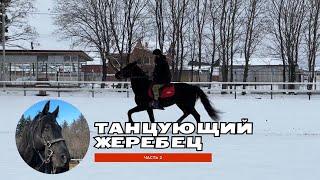 Танцующий жеребец. 2-ая часть. Вроде победили | Александр Обжерин