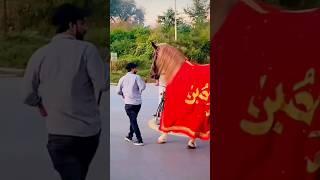 Zuljanah new Short video 5 Muharram 2024 @ManzilMeriKarbala zuljana video