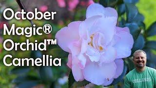 October Magic® Orchid™ Camellia