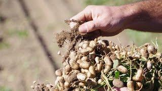 PEANUT HARVEST