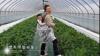 [성주댁참외농장] 엄마와 참외순정리