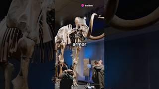 Elephant skeleton #shorts #shortsfeed #shortvideo