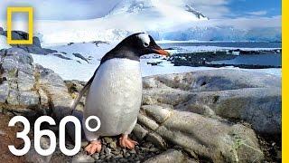 360° Antarctica - Journey Through The Ice | National Geographic