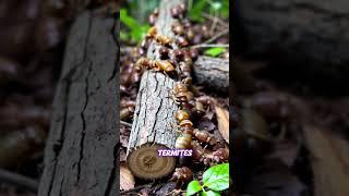 The Amazing Life of TERMITES#Termites #EcosystemEngineers