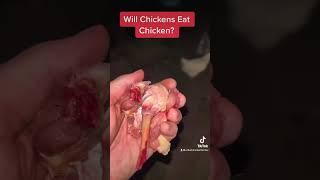 Will chickens eat chicken meat?  #backyardchickens #chickens #shorts