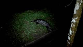 Malay civet cat infront of Mike's veranda