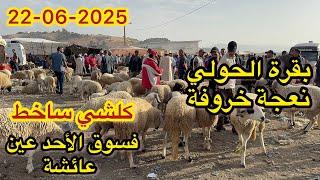مباشرة فسوق الأحد عين عائشة بقرة الوالدة وضارة #لحولي #نعجة #خروفة 22/06/2025