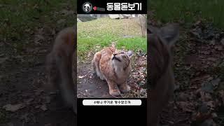 한반도에서 사라진 고양잇과 맹수 - (절멸된 한국 동물들)