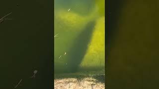 Tiny Pond Fish