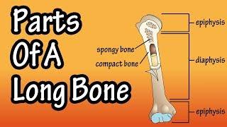 Parts Of A Long Bone - Structure Of A Long Bone