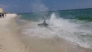 Shark!!! Pensacola Beach FL. Karl with a K and family