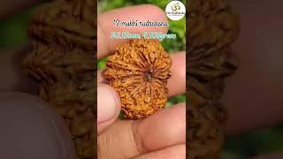 12 mukhi rudraksha - #rudraksha #shiv #adiyogi #viral #viralvideos #shorts #short #shortvideo