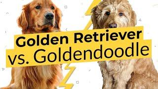 Golden Retriever vs. Goldendoodle  Dog Breed Comparison 