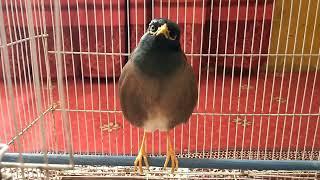 myna sound | indian myna sound | myna singing | bird sound