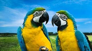 Parrots are free flights in nature! Pets!