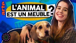 L'animal est-il un meuble ? (oui) | Angle Droit | Le Vortex#33