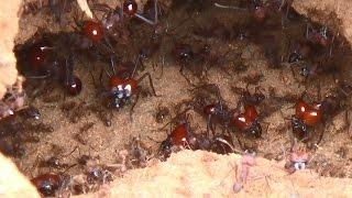 FORMIGA SAÚVA (ATTA spp), ATTA LEAF-CUTTING ANTS, Atividades no formigueiro depois da tempestade,