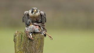 Сапсан (лат. Falco peregrinus)