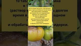 Эти Копеечные Таблетки Спасут Урожай От Фитофторы! #shorts
