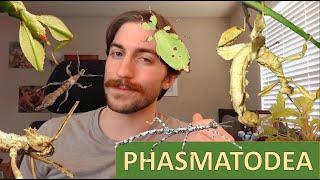 Phasmatodea: Stick and Leaf Insects - Order Spotlight